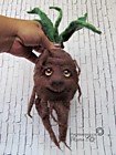 Домашняя Мандрагора